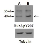 Western blot - Bub3 (Phospho-Tyr207) Antibody from Signalway Antibody (11586) - Antibodies.com