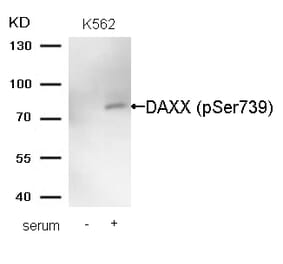 Western blot - DAXX (Phospho-Ser739) Antibody from Signalway Antibody (11591) - Antibodies.com