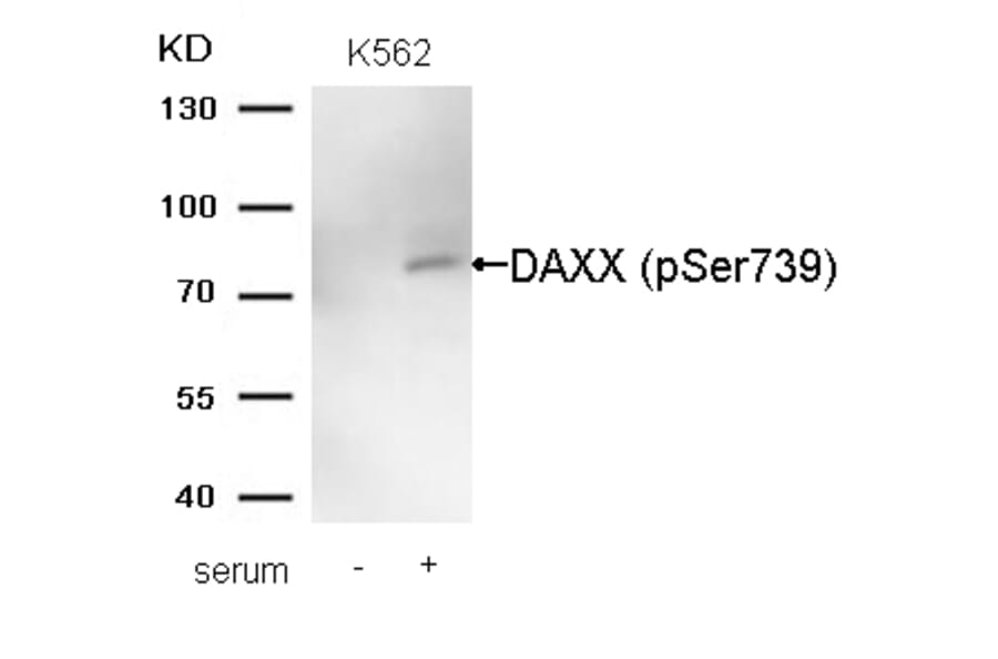 Western blot - DAXX (Phospho-Ser739) Antibody from Signalway Antibody (11591) - Antibodies.com