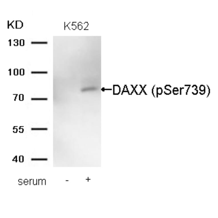 Western blot - DAXX (Phospho-Ser739) Antibody from Signalway Antibody (11591) - Antibodies.com