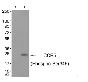 Western blot - CCR5 (Phospho-Ser349) Antibody from Signalway Antibody (11650) - Antibodies.com