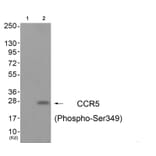 Western blot - CCR5 (Phospho-Ser349) Antibody from Signalway Antibody (11650) - Antibodies.com