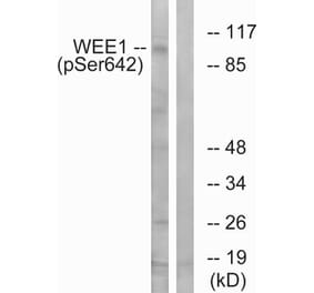 Western blot - WEE1 (Phospho-Ser642) Antibody from Signalway Antibody (11706) - Antibodies.com