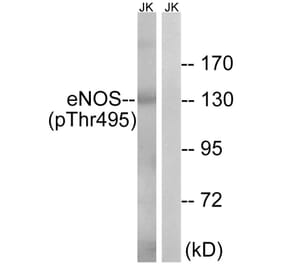 Western blot - eNOS (Phospho-Thr495) Antibody from Signalway Antibody (11711) - Antibodies.com