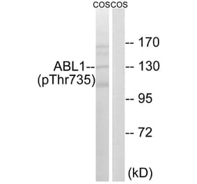 Western blot - ABL1 (Phospho-Thr735) Antibody from Signalway Antibody (11725) - Antibodies.com