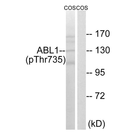 Western blot - ABL1 (Phospho-Thr735) Antibody from Signalway Antibody (11725) - Antibodies.com
