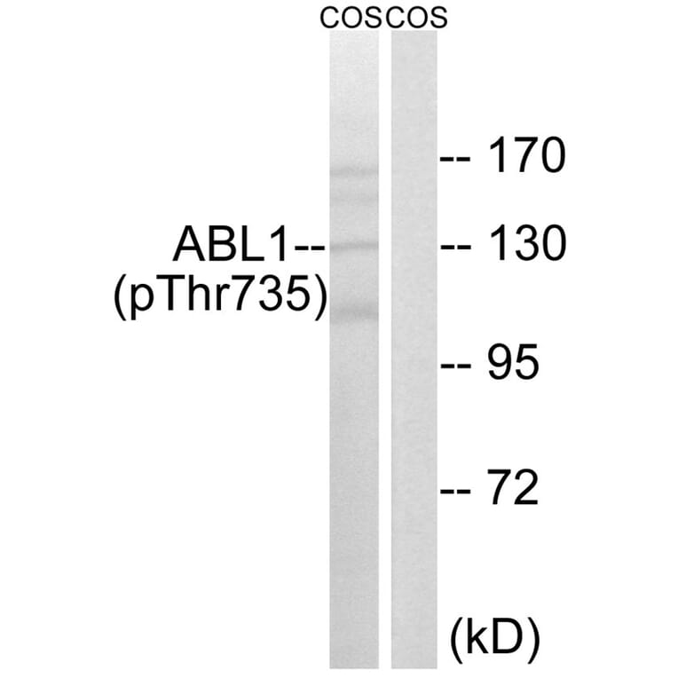 Western blot - ABL1 (Phospho-Thr735) Antibody from Signalway Antibody (11725) - Antibodies.com