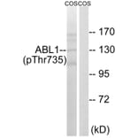 Western blot - ABL1 (Phospho-Thr735) Antibody from Signalway Antibody (11725) - Antibodies.com