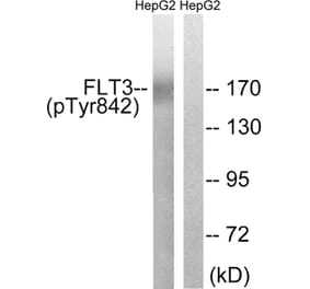Western blot - FLT3 (Phospho-Tyr842) Antibody from Signalway Antibody (11731) - Antibodies.com