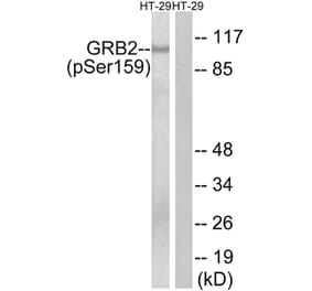 Western blot - GRB2 (Phospho-Ser159) Antibody from Signalway Antibody (11771) - Antibodies.com