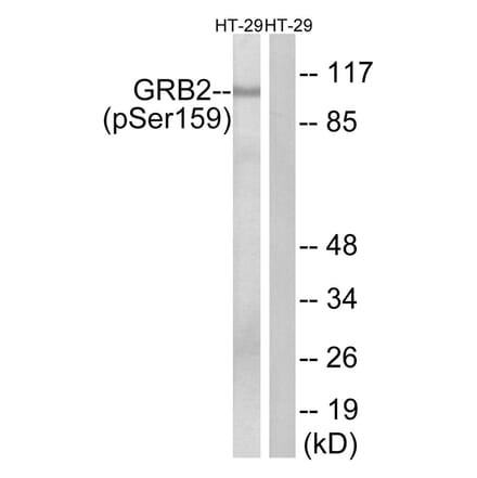 Western blot - GRB2 (Phospho-Ser159) Antibody from Signalway Antibody (11771) - Antibodies.com