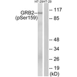 Western blot - GRB2 (Phospho-Ser159) Antibody from Signalway Antibody (11771) - Antibodies.com