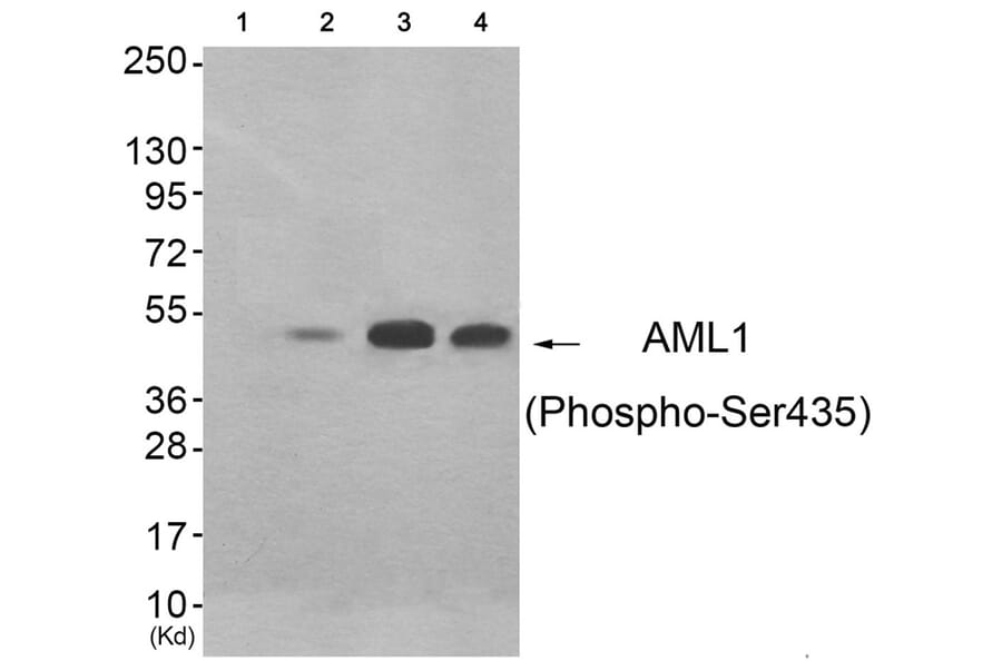 Western blot - AML1 (Phospho-Ser435) Antibody from Signalway Antibody (11783) - Antibodies.com