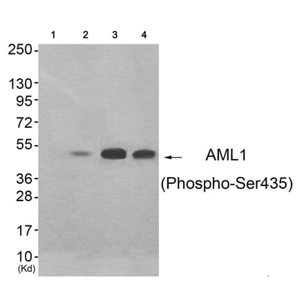 Western blot - AML1 (Phospho-Ser435) Antibody from Signalway Antibody (11783) - Antibodies.com