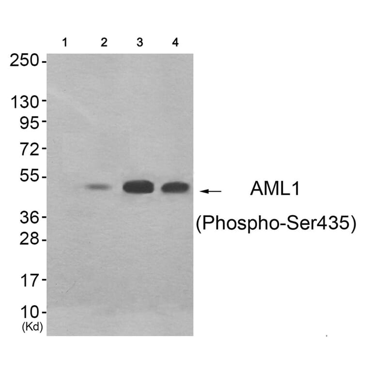Western blot - AML1 (Phospho-Ser435) Antibody from Signalway Antibody (11783) - Antibodies.com