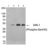 Western blot - AML1 (Phospho-Ser435) Antibody from Signalway Antibody (11783) - Antibodies.com