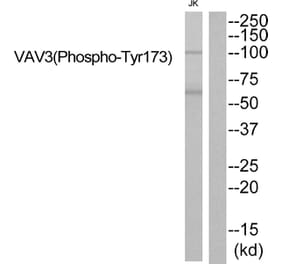 Western blot - VAV3 (Phospho-Tyr173) Antibody from Signalway Antibody (11830) - Antibodies.com