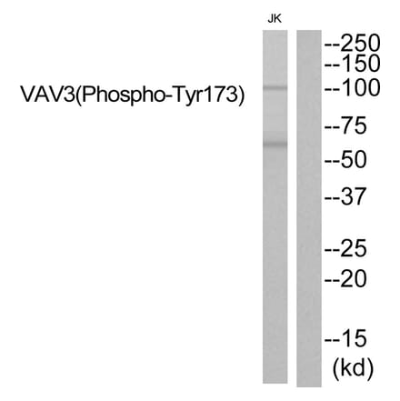 Western blot - VAV3 (Phospho-Tyr173) Antibody from Signalway Antibody (11830) - Antibodies.com