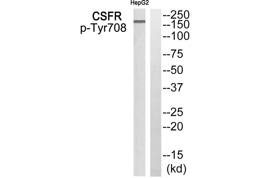 Western blot - CSFR (Phospho-Tyr708) Antibody from Signalway Antibody (11832) - Antibodies.com