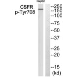 Western blot - CSFR (Phospho-Tyr708) Antibody from Signalway Antibody (11832) - Antibodies.com
