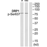 Western blot - DRP1 (Phospho-Ser637) Antibody from Signalway Antibody (11842) - Antibodies.com