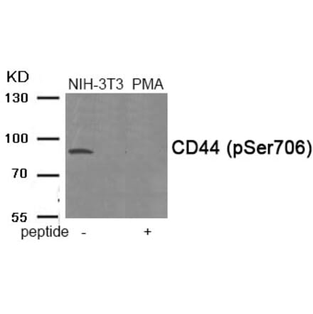 Western blot - CD44 (Phospho-Ser706) Antibody from Signalway Antibody (11911) - Antibodies.com