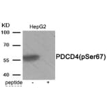 Western blot - PDCD4 (Phospho-Ser67) Antibody from Signalway Antibody (11925) - Antibodies.com