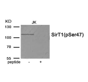 Western blot - SirT1 (Phospho-Ser47) Antibody from Signalway Antibody (11926) - Antibodies.com