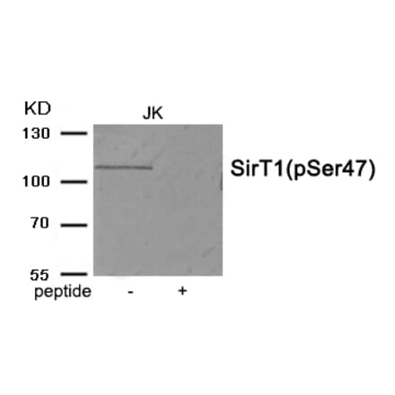Western blot - SirT1 (Phospho-Ser47) Antibody from Signalway Antibody (11926) - Antibodies.com