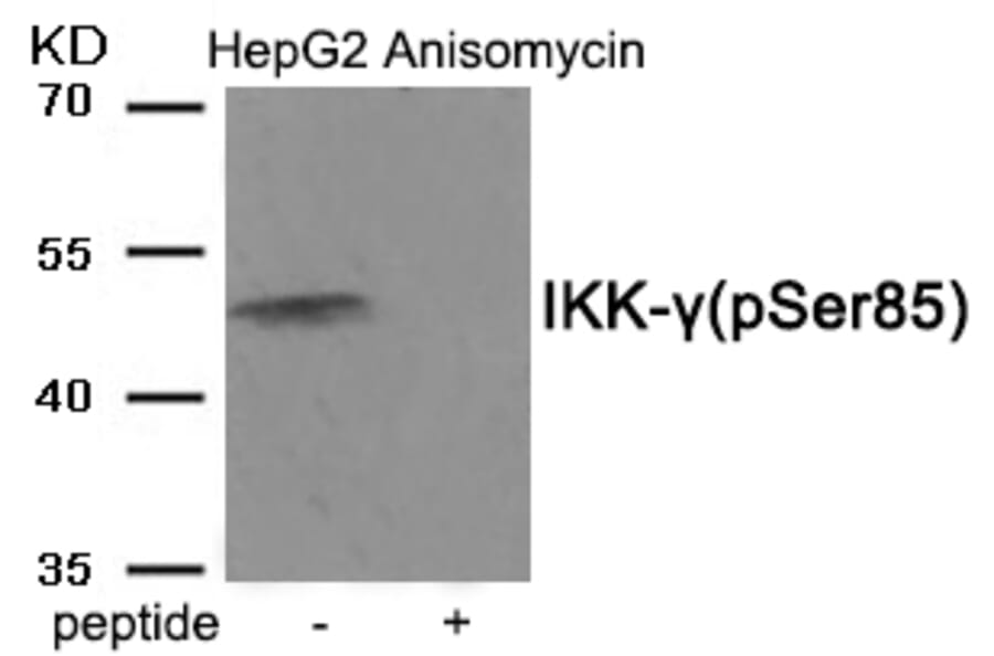 Western blot - IKK-γ (Phospho-Ser85) Antibody from Signalway Antibody (11927) - Antibodies.com