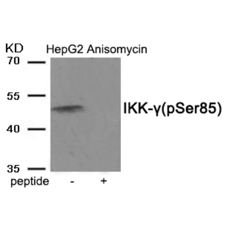 Western blot - IKK-γ (Phospho-Ser85) Antibody from Signalway Antibody (11927) - Antibodies.com