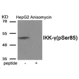 Western blot - IKK-γ (Phospho-Ser85) Antibody from Signalway Antibody (11927) - Antibodies.com