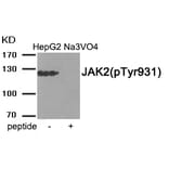 Western blot - JAK2 (Phospho-Tyr931) Antibody from Signalway Antibody (11932) - Antibodies.com