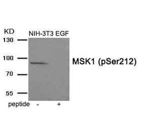 Western blot - MSK1 (Phospho-Ser212) Antibody from Signalway Antibody (11933) - Antibodies.com