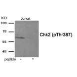 Western blot - Chk2 (Phospho-Thr387) Antibody from Signalway Antibody (11934) - Antibodies.com