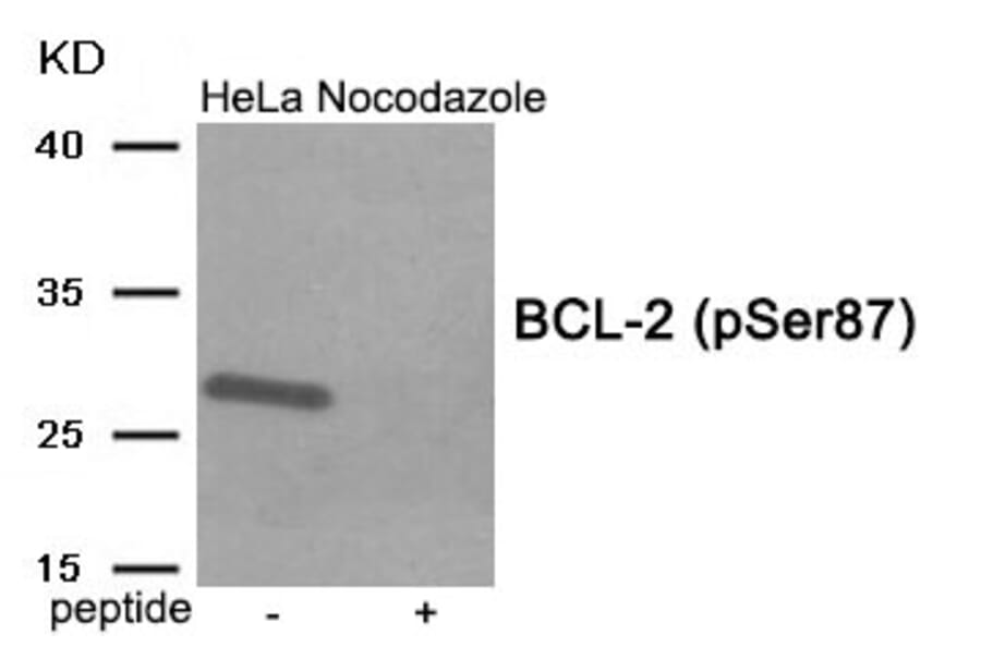Western blot - BCL-2 (Phospho-Ser87) Antibody from Signalway Antibody (11942) - Antibodies.com