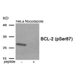 Western blot - BCL-2 (Phospho-Ser87) Antibody from Signalway Antibody (11942) - Antibodies.com