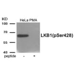 Western blot - LKB1 (Phospho-Ser428) Antibody from Signalway Antibody (11980) - Antibodies.com