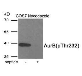 Western blot - AurB (Phospho-Thr232) Antibody from Signalway Antibody (11982) - Antibodies.com