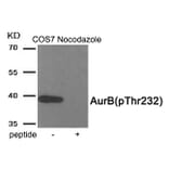 Western blot - AurB (Phospho-Thr232) Antibody from Signalway Antibody (11982) - Antibodies.com