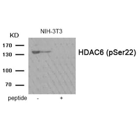 Western blot - HDAC6 (Phospho-Ser22) Antibody from Signalway Antibody (11984) - Antibodies.com