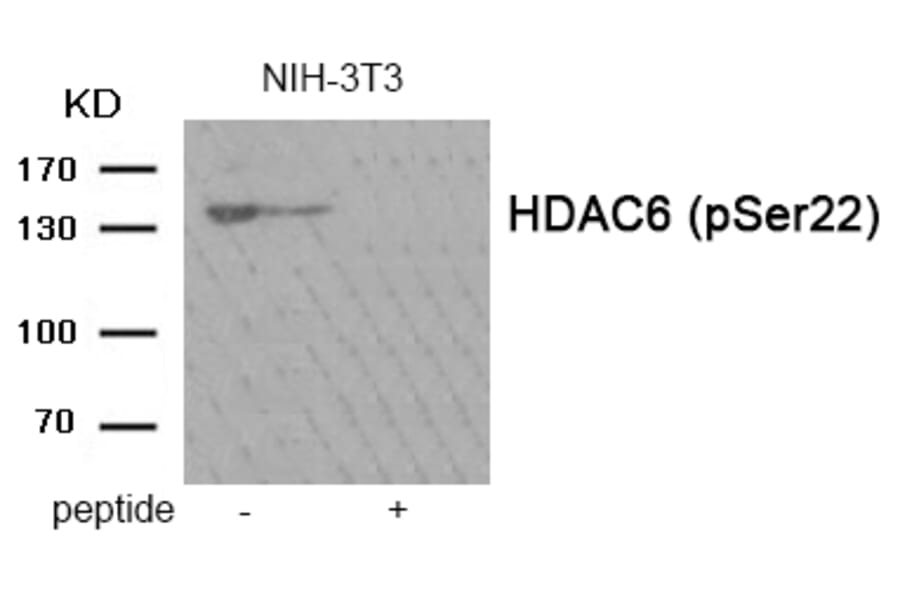Western blot - HDAC6 (Phospho-Ser22) Antibody from Signalway Antibody (11984) - Antibodies.com