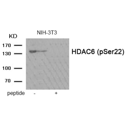 Western blot - HDAC6 (Phospho-Ser22) Antibody from Signalway Antibody (11984) - Antibodies.com