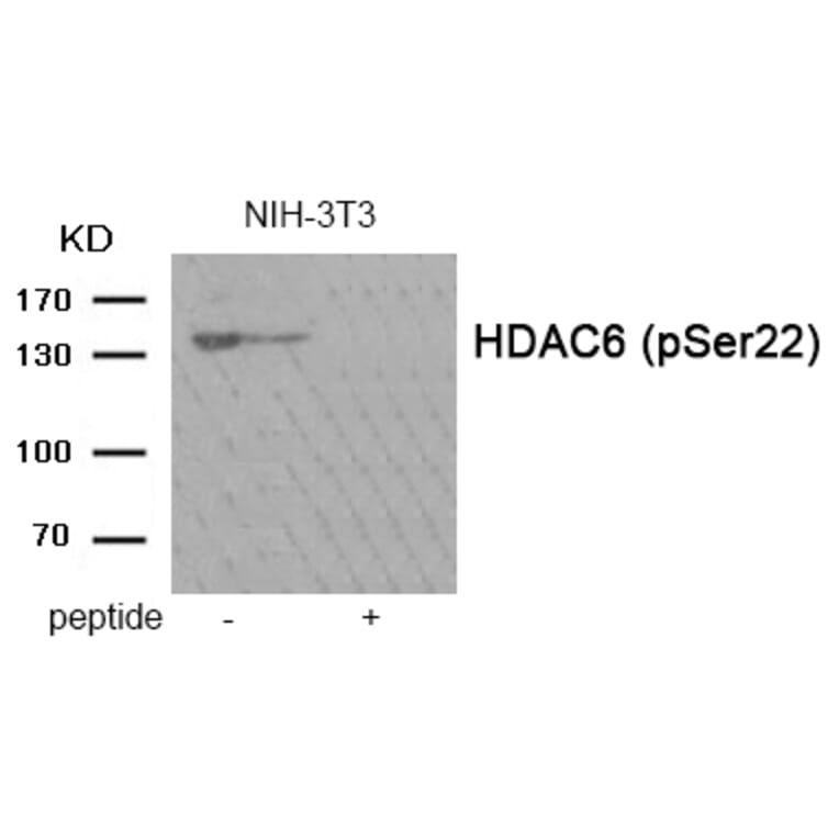 Western blot - HDAC6 (Phospho-Ser22) Antibody from Signalway Antibody (11984) - Antibodies.com