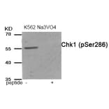 Western blot - Chk1 (Phospho-Ser286) Antibody from Signalway Antibody (11987) - Antibodies.com