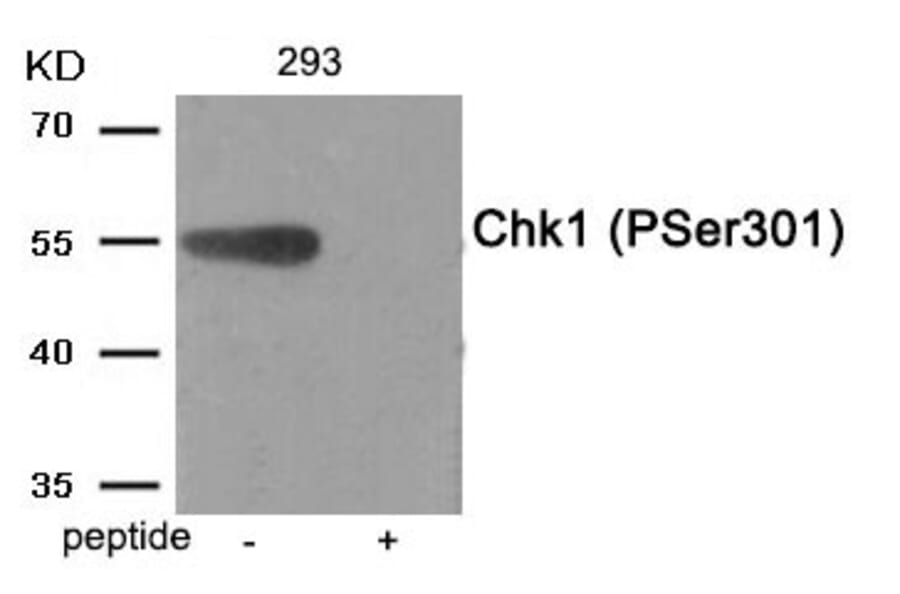 Western blot - Chk1 (Phospho-Ser301) Antibody from Signalway Antibody (11988) - Antibodies.com