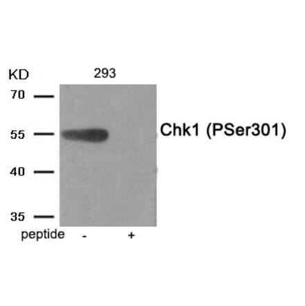 Western blot - Chk1 (Phospho-Ser301) Antibody from Signalway Antibody (11988) - Antibodies.com