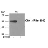 Western blot - Chk1 (Phospho-Ser301) Antibody from Signalway Antibody (11988) - Antibodies.com