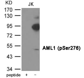 Western blot - AML1 (Phospho-Ser276) Antibody from Signalway Antibody (12002) - Antibodies.com
