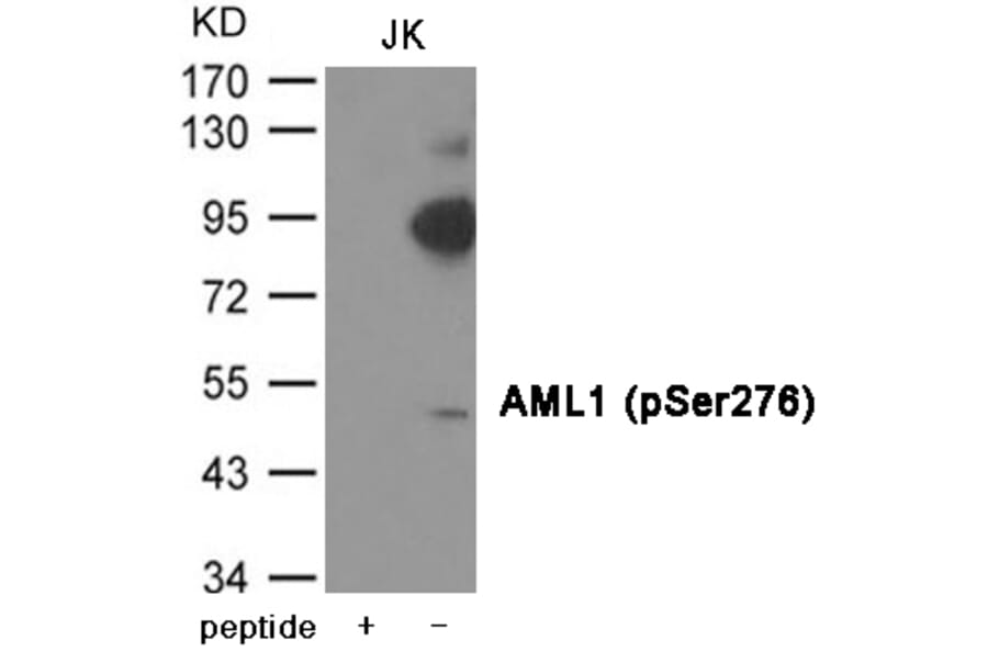 Western blot - AML1 (Phospho-Ser276) Antibody from Signalway Antibody (12002) - Antibodies.com